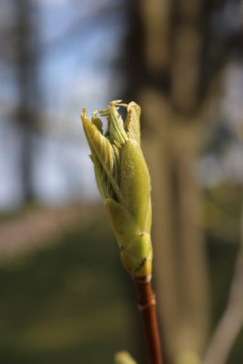 Acer pseudoplatanus 'Worleei' - javor klen (66) - rašící listy